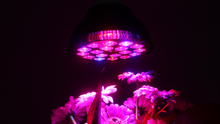 Aquamaniacs E27 36w LED growlight