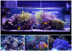 E27 LED 54w Marine Aquarium Full Spectrum LED saltwater reef fish