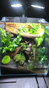 Terrarium setup service