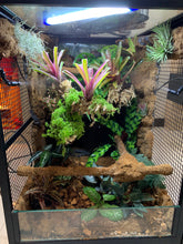 Terrarium setup service