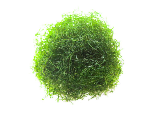 Chaetomorpha Algae