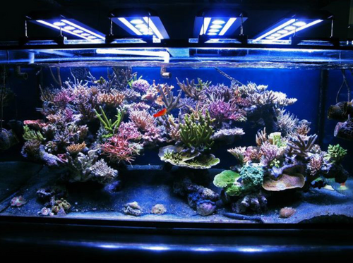 Eco-lamps
