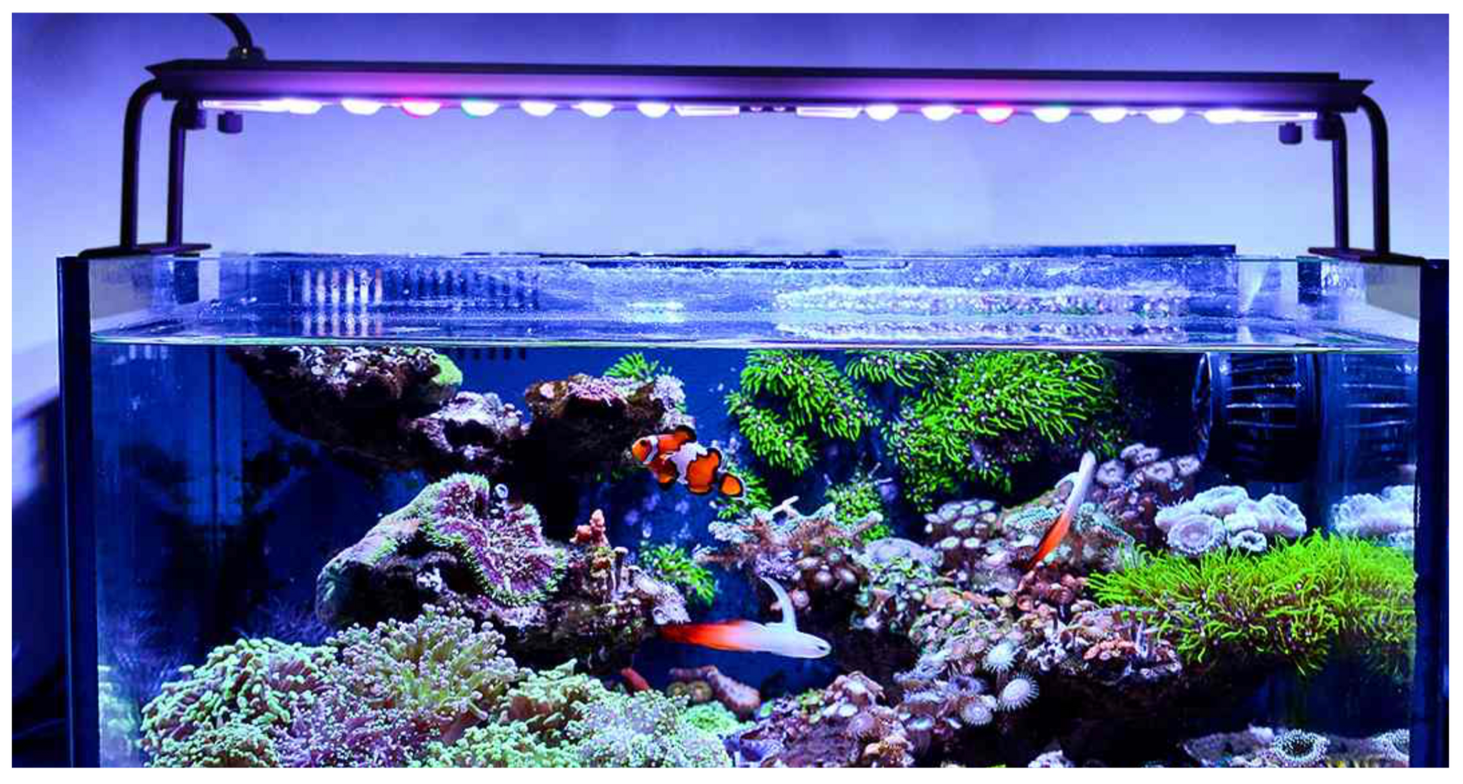 Nemolight II NL2- 48w Led aquarium – Aquamaniacs
