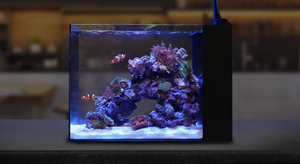 Waterbox Aquarium mini 25 USA penisula tank