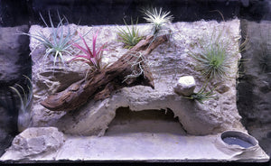 Terrarium setup service