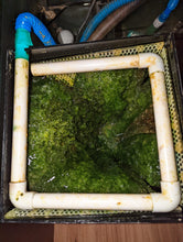 ATS algae Scrubber